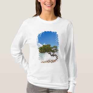 Camiseta Árvore Divi Divi, Praia Eagle, Aruba, Caribe
