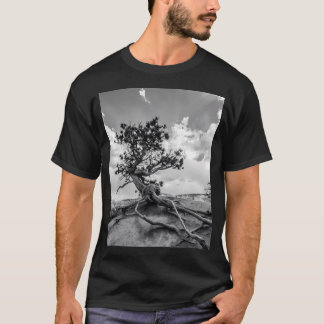 Camiseta Árvore Pinheira Interessante Na Trilha Do Jardim D