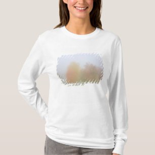 Camiseta Árvores da queda encobertas na névoa
