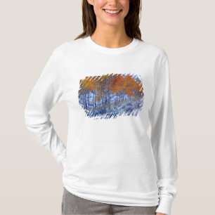 Camiseta Árvores de Aspen em cores de outono, Montanhas Big