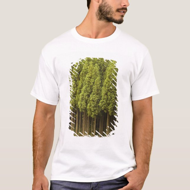 Camiseta Árvores de cedro de Koya Sugi (Frente)