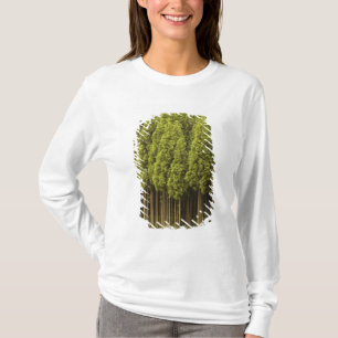 Camiseta Árvores de cedro de Koya Sugi
