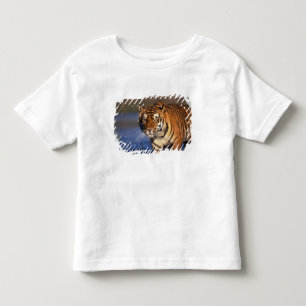 Camiseta ÁSIA, Índia, Tigre-de-bengala (Panthera tigris)