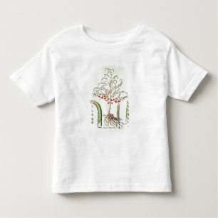 Camiseta Aspargo comum na flor e na fruta, do 'Ho