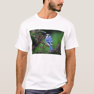 Camiseta Azul Jay, Cyaoncitta cristata