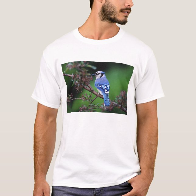 Camiseta Azul Jay, Cyaoncitta cristata (Frente)