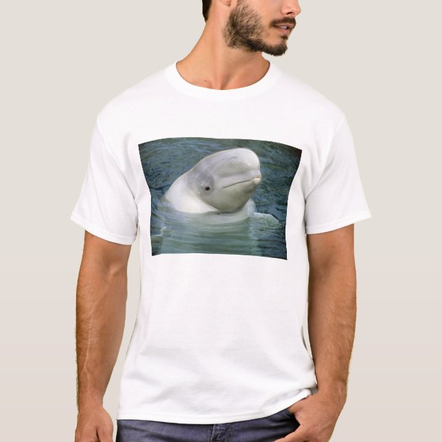 Camiseta Baleia Beluga, Delphinapterus leucas) (Frente)