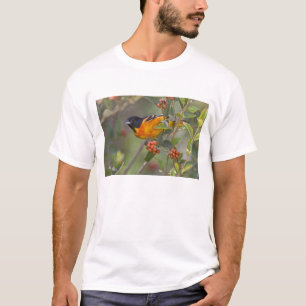 Camiseta Baltimore Oriole
