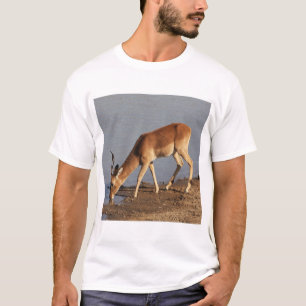 Camiseta Bebendo de Impala antílope na foto da abertura