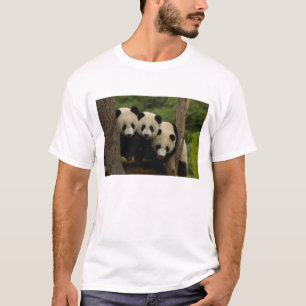 Camiseta bebês de panda gigante (Ailuropoda melanoleuca)