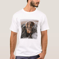 Bebês Mais Pobres | Dachshund De Chocolate