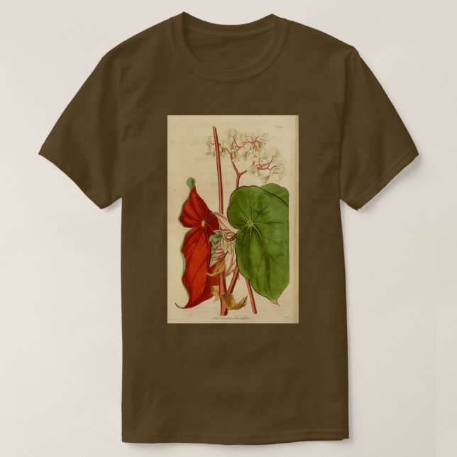 Camiseta Begonia sanguinea (Frente do Design)