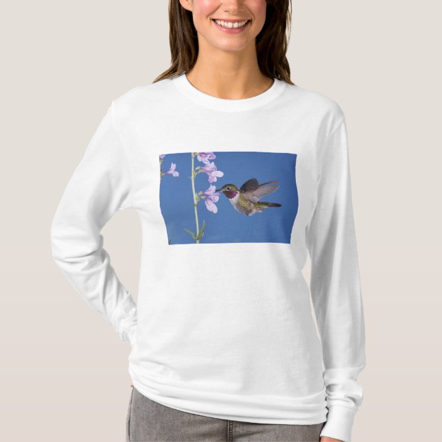 Camiseta Beija-flor-de-cauda-larga, Selasphorus (Frente)