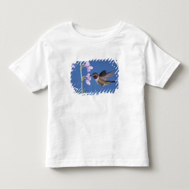 Camiseta Beija-flor-de-cauda-larga, Selasphorus (Frente)