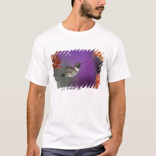 Camiseta Beija-flor-de-garganta-preta, Archilochus alexandr