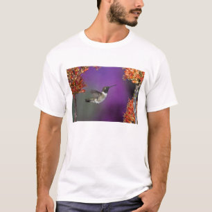 Camiseta Beija-flor-de-garganta-preta, Archilochus alexandr