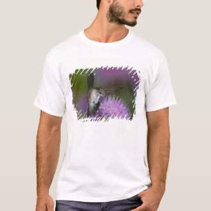 Camiseta Beija-flor-de-garganta-rubia em voo no cardo