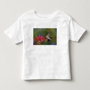 Camiseta Beija-flor-de-garganta-rubra macho