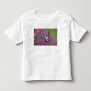 Camiseta Beija-flor-macho-jovem de garganta rubi
