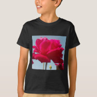 Bela Rosa Celestial Encantadora Vermelha Contra o 