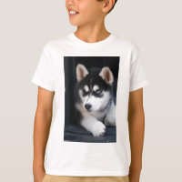 Belo Olho Azul Siberian Husky 2