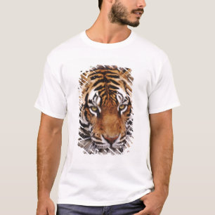 Camiseta Bengal Tiger, Panthera tigris