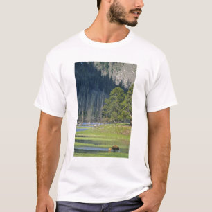Camiseta Bisão com bezerro no Parque Nacional de Yellowston
