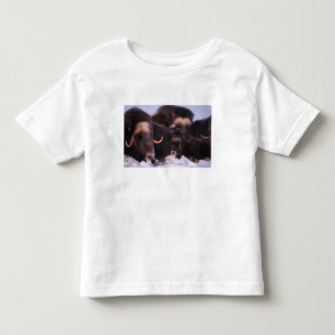 Camiseta boi-almiscarado, Ovibos moschatus, vaca com recém-