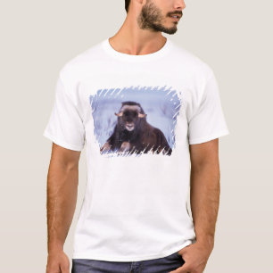 Camiseta boi jovem de boi-almiscarado, Ovibos moschatus