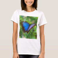 Borboleta Azul