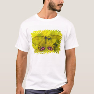Camiseta Borboleta no Amarelo