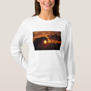 Camiseta Botswana, Parque Nacional Chobe, Elefante macho