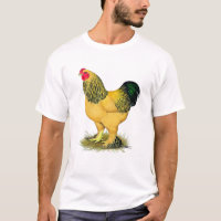 Brahma: Buff Rooster