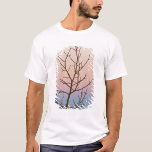 Camiseta Bryce Canyon, Utah. Árvore nua em frente ao pôr do