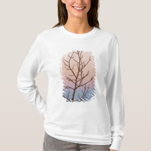 Camiseta Bryce Canyon, Utah. Árvore nua em frente ao pôr do