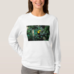 Camiseta CA, Panamá, Soberania NP, Tucano-bico-de-chanfrim
