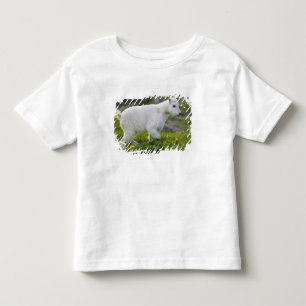 Camiseta Cabra montesa jovem em Logan Pass no Glaciar