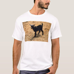 Camiseta Cabra nova do Pigmy