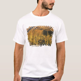Camiseta Cacto Saguaro no Parque Nacional Saguaro perto