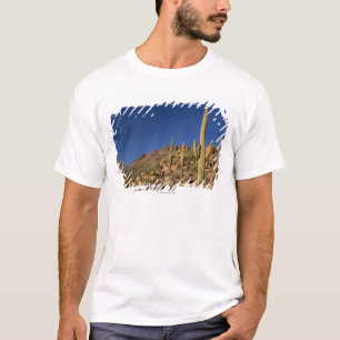 Camiseta Cactos do Saguaro e montanhas de Tucson, Tucson