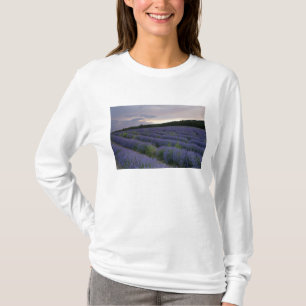 Camiseta Campo da lavanda no por do sol