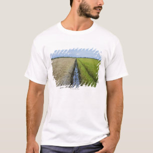 Camiseta campos no meio do arroz do canal de irrigação