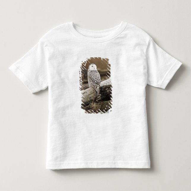Camiseta Canadá, Baía Boundary, Coruja da Neve (Frente)