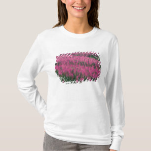 Camiseta Canadá, Quebec, Gaspe. Flores Roxas de Lythrum,