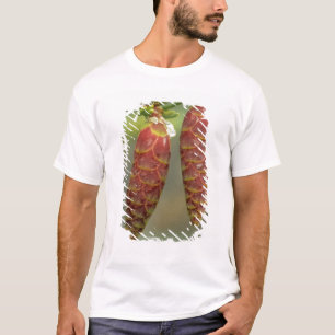 Camiseta Canadá, Yukon, Pinhas de Abeto Preto