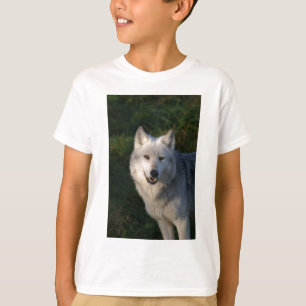 Camiseta Canadiana de Lobos de Madeira