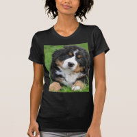 Cão de montanha de Bernese