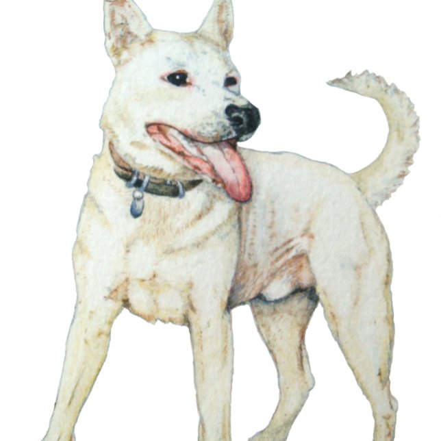 Camiseta Cão-de-ouro branco americano (Criador carregado)