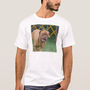 Camiseta Cão francês do Mastiff