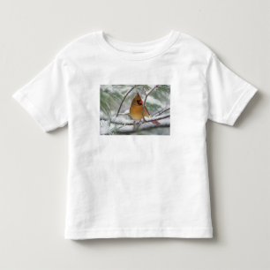 Camiseta Cardinal-do-norte fêmea em pinheiro coberto de nev